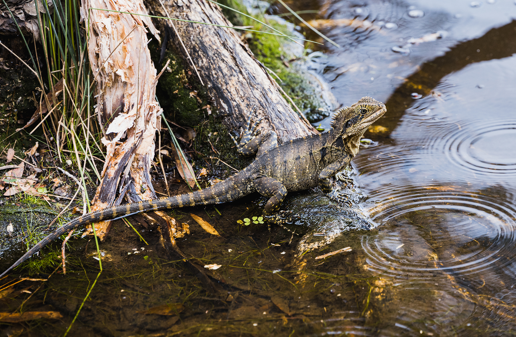 Bushland - water dragon